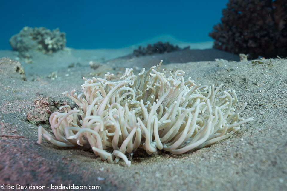 BD-121126-Aqaba-7005-Heteractis-magnifica-(Quoy---Gaimard.-1833)-[Magnificent-sea-anemone].jpg